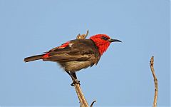 Red-headed Myzomela